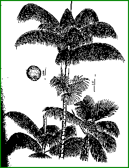 Euterpe oleracea - Pina palm