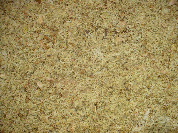 Boesenbergia
