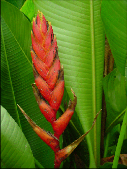 Flabellata