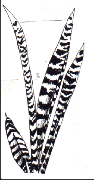 Sansevieria trifasciata