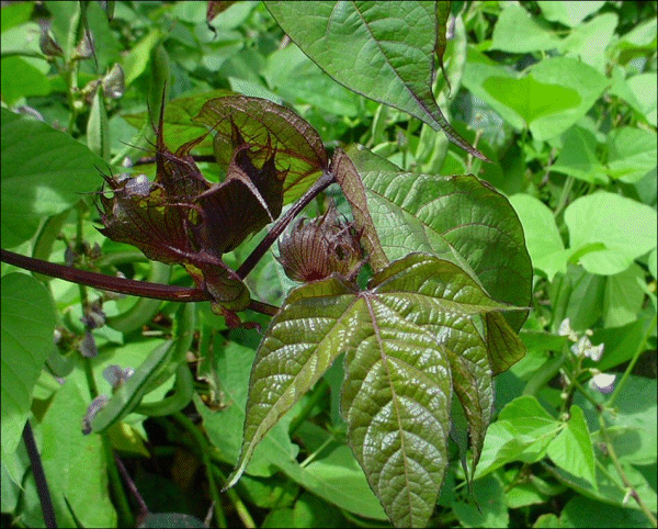Gossypium