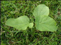 Jatropha curcas