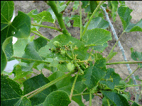 young fruits jatropha curcas