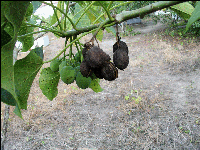 dried seedpods physic nut tree