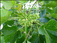 diesel tree flowers