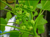 Jatropha curcas flowers