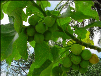 fruit physic nut