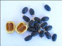 Jatropha curcas