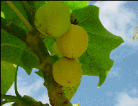 bunch Jatropha curcas fruit