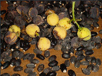 seedpod seeds diesel tree