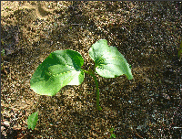germinating Jatropha plant