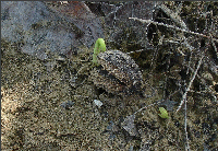 germinating Jatropha seed