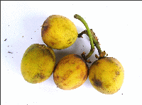 ripe fruit physic nut