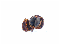 seedpod Jatropha curcas