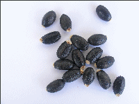 seeds Jatropha curcas oil production
