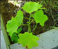Jatropha curcas