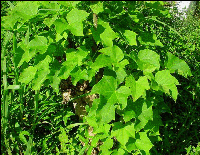 Jatropha curcas