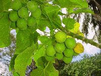 fruit Jatropha curcas