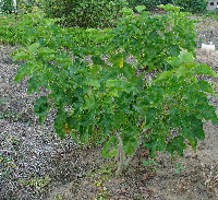 Jatropha curcas tree