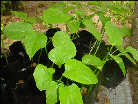 young jatropha diesel plant