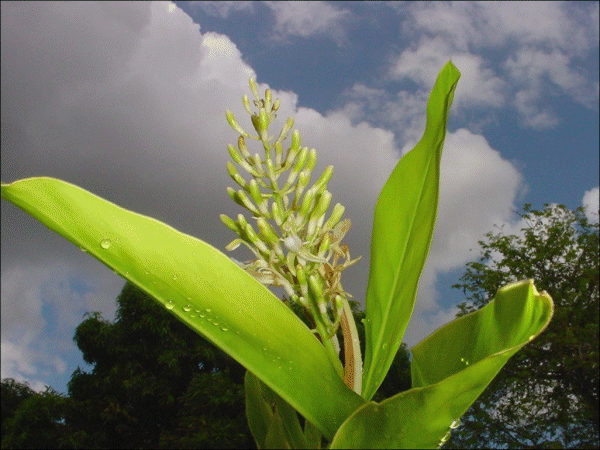 Alpinia galanga
