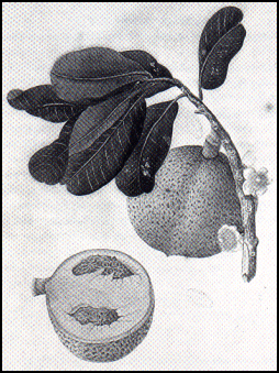 Mammea americana L.