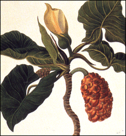 Montrichardia arborescens - Mocou mocou