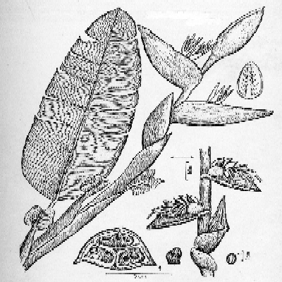 Phenakospermum guyannense - Big palulu