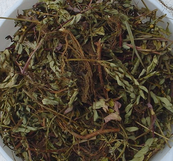 P. Urinaria