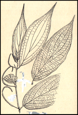 Piper aduncum - spiked pepper