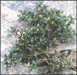 Portulaca oleracea (Purslane) - Tropilab