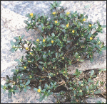 Purslane