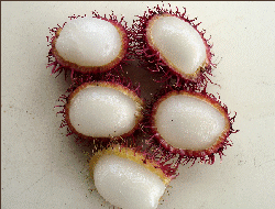 NEPHELIUM LAPPACEUM L. - RAMBUTAN