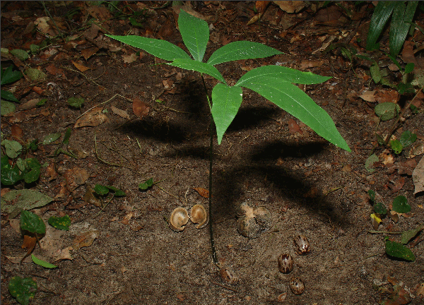 HEVEA BRASILIENSIS