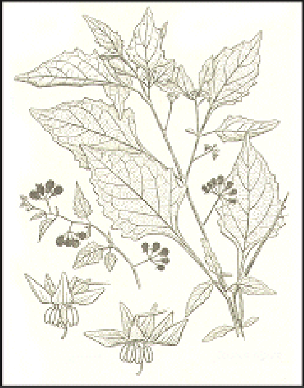 Solanum nigrum