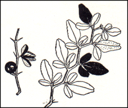 Triphasia trifolia - Lime berry
