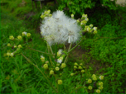 Chenopodium ambrosioides - Wormseed