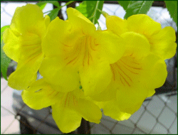 Yellow elder