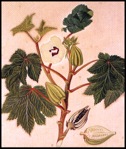hibiscus abelmoschus