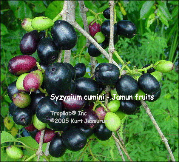 Image result for Syzygium cumini