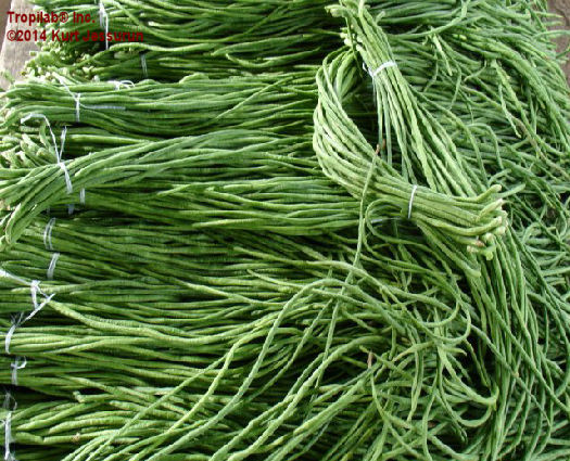 medicine from nature